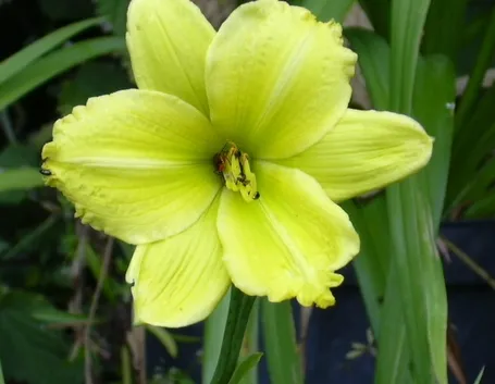 fiori a domicilio Parma