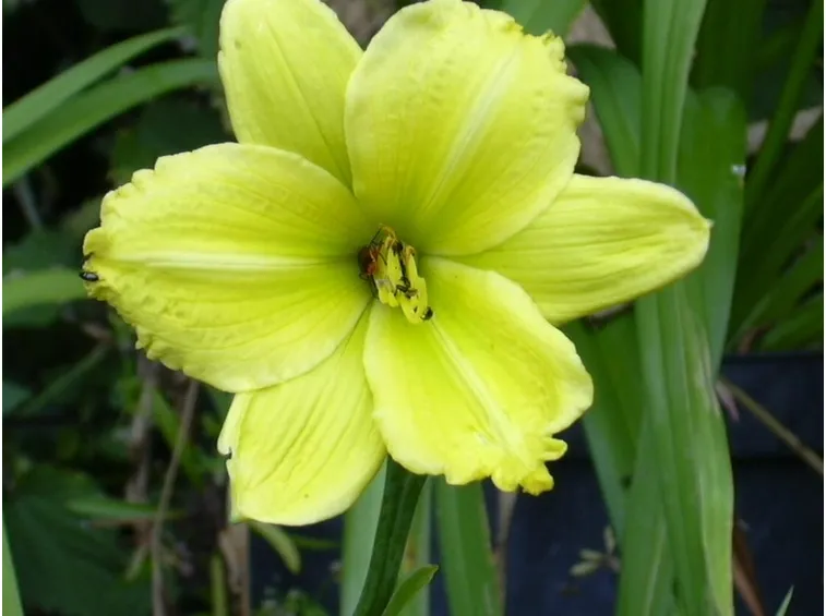 fiori a domicilio Parma