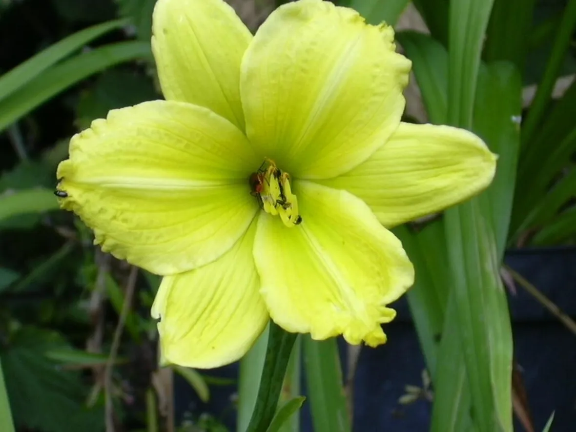 fiori a domicilio Parma