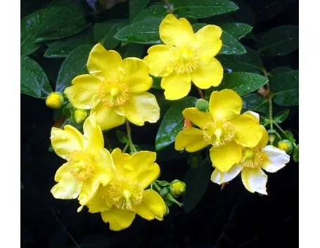 fiori a domicilio Taranto