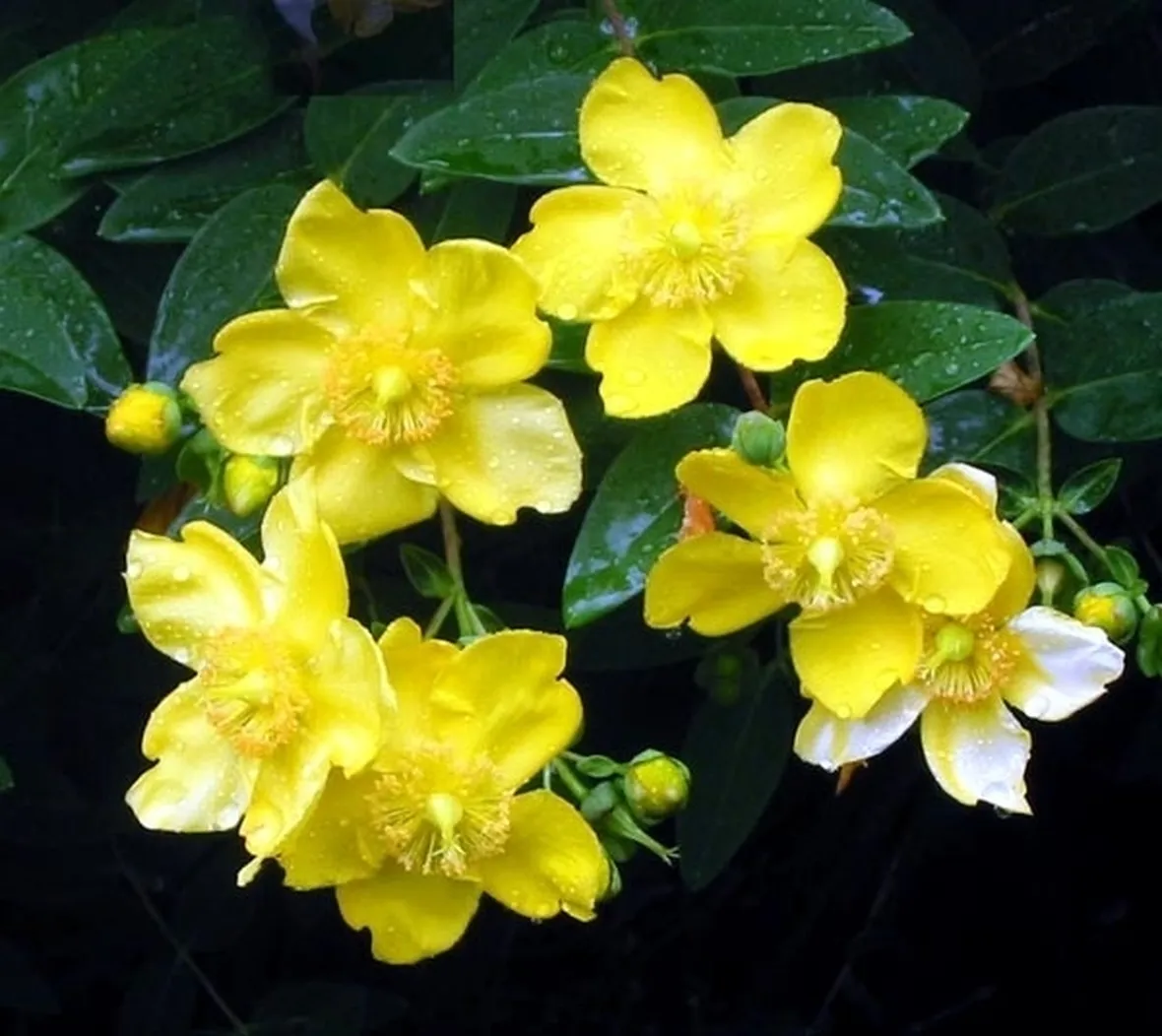 fiori a domicilio Taranto
