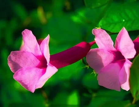 fiori a Messina
