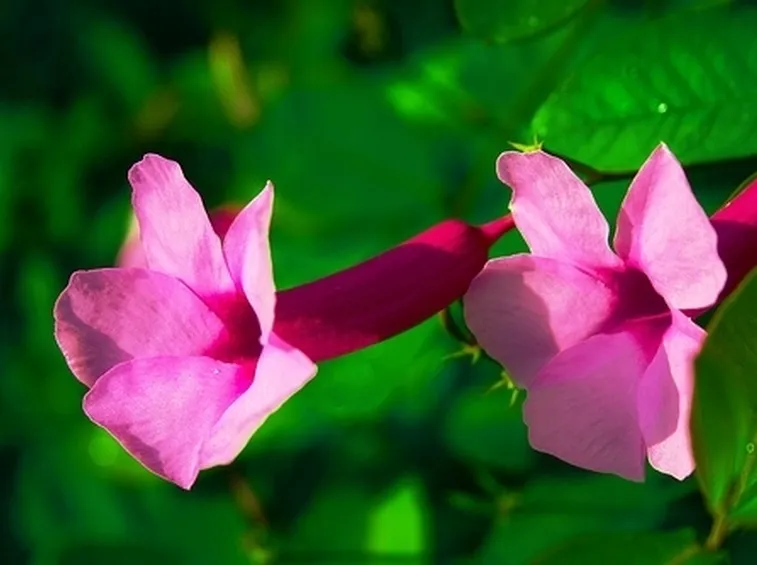 fiori a Messina