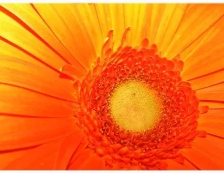 fiori a Prato