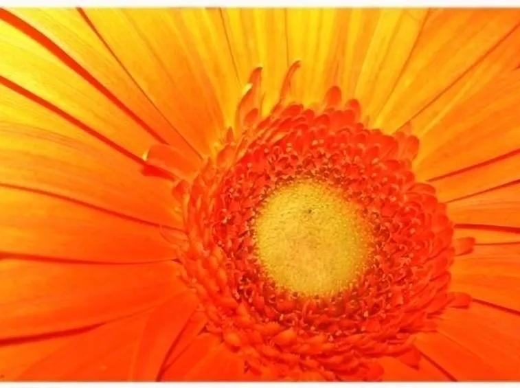 fiori a Prato
