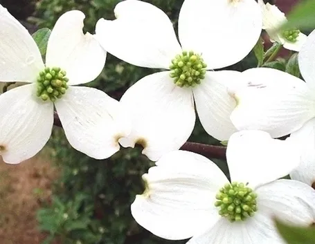 fiori Campobasso