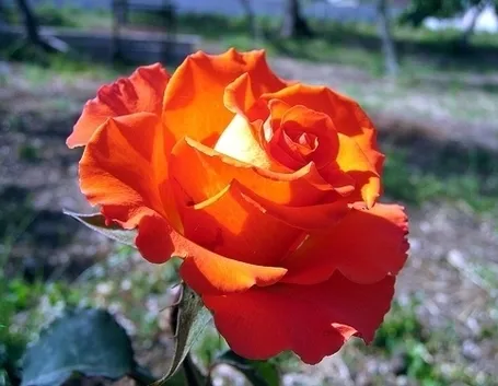 fiori Collegno