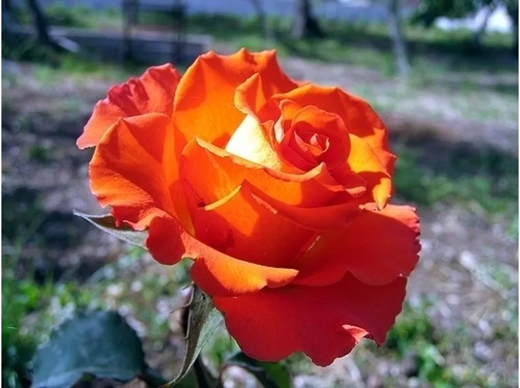 fiori Collegno