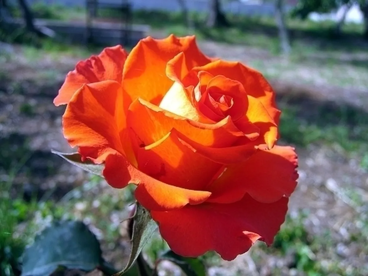 fiori Collegno