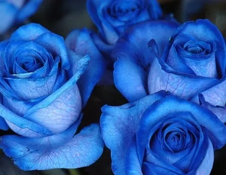 fiori di Como
