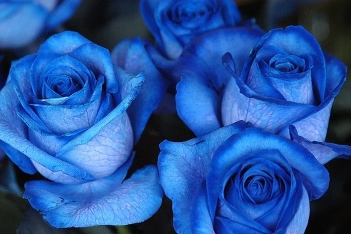 fiori di Como