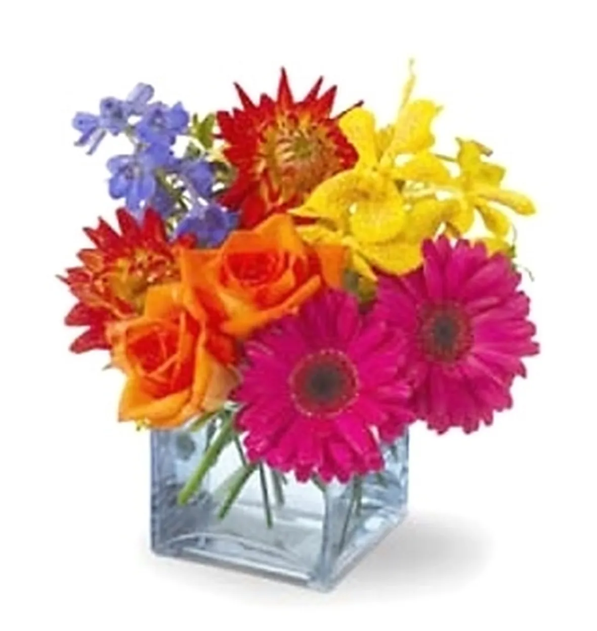 fiori di Pistoia
