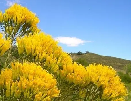 fiori di Scafati