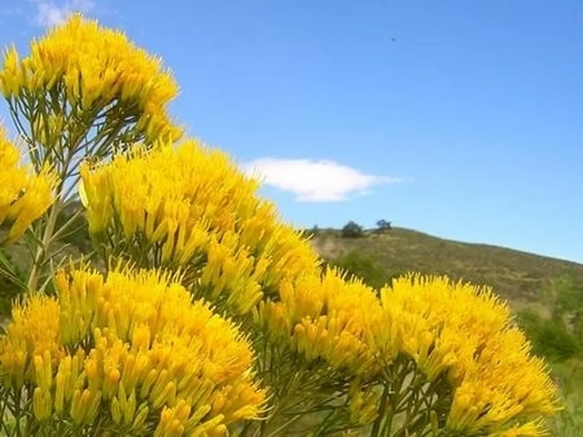 fiori di Scafati
