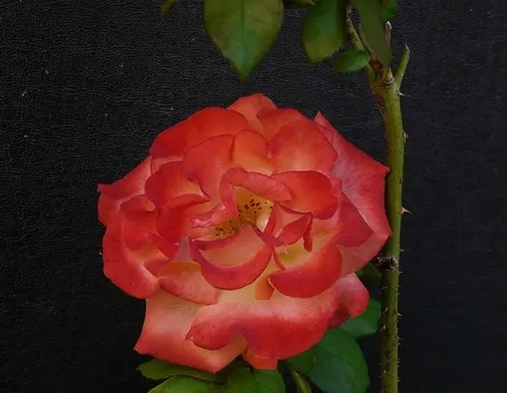 fiori domicilio Padova