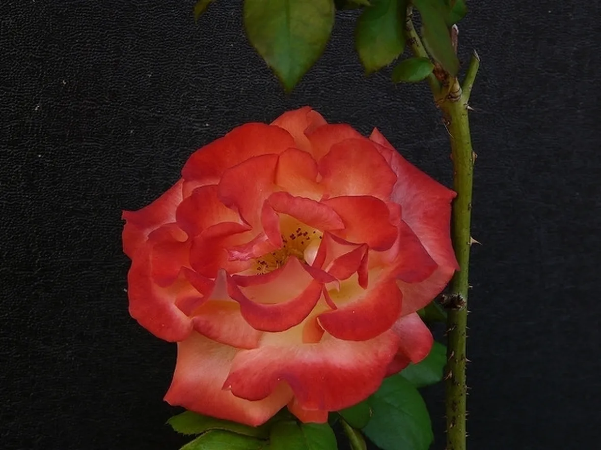 fiori domicilio Padova