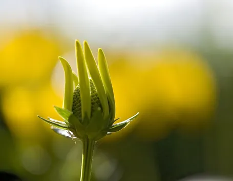 fiori domicilio Parma