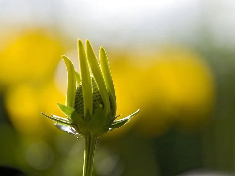 fiori domicilio Parma