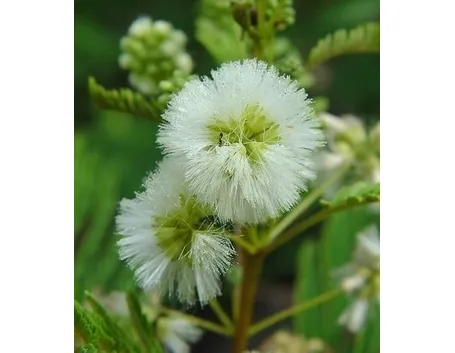 fiori per amicizia-3