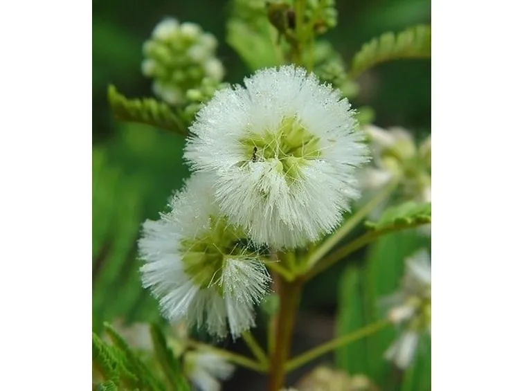 fiori per amicizia-3