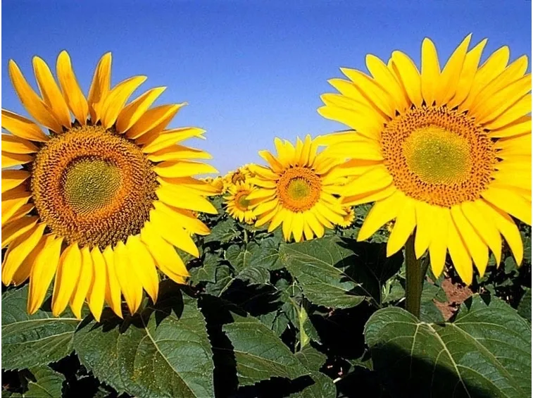 fiori per amicizia