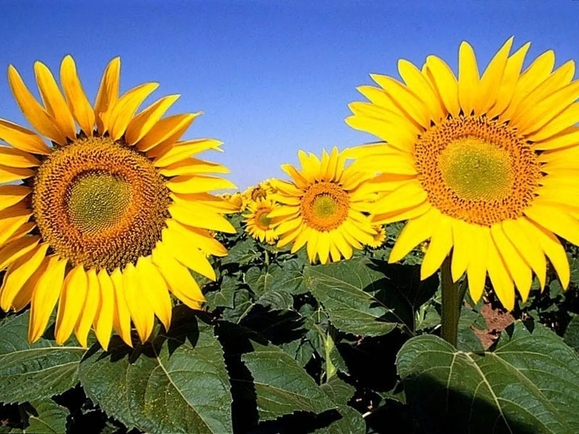 fiori per amicizia