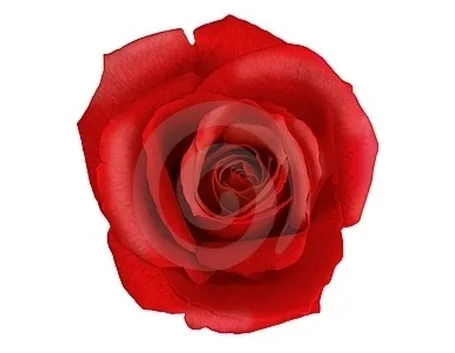 fiori per amore-2