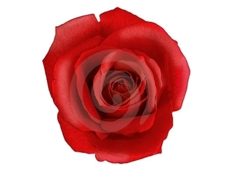 fiori per amore-2