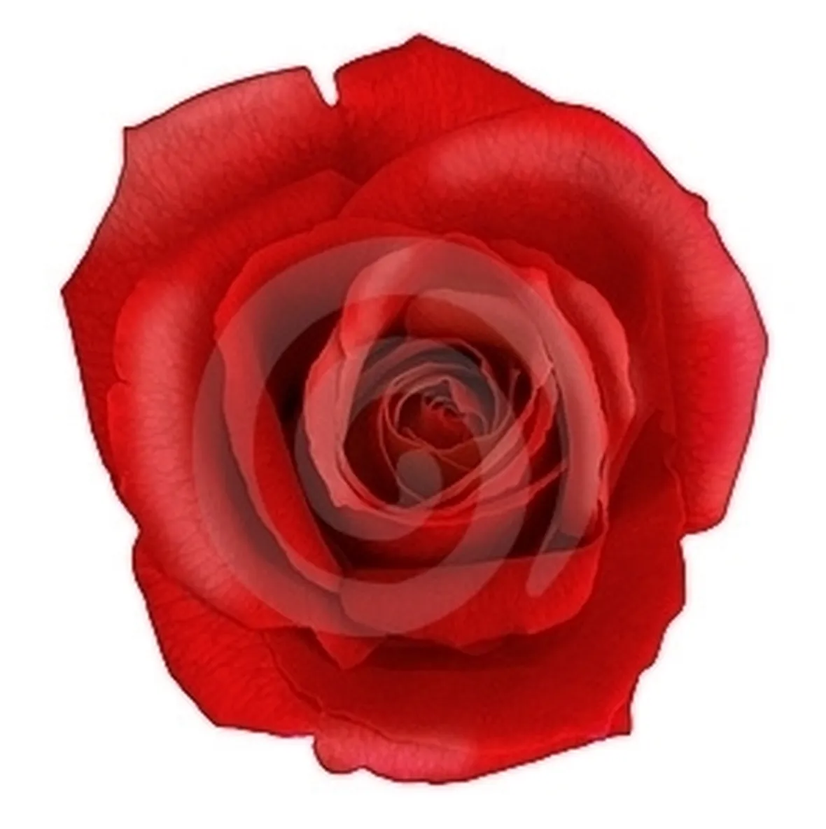 fiori per amore-2