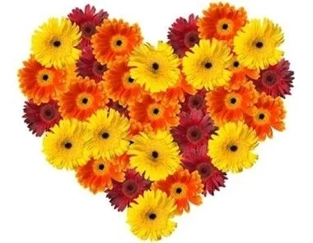 fiori per anniversari-2