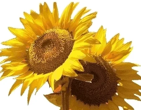 fiori per anniversari