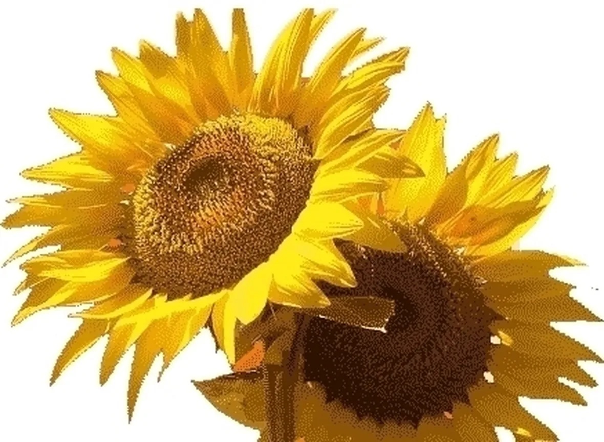fiori per anniversari