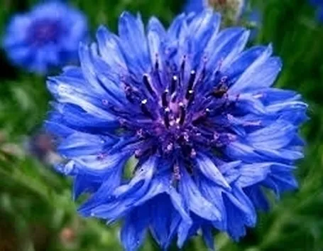 fiori per auguri