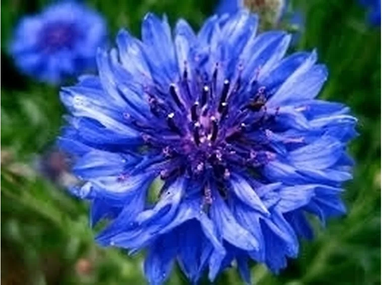 fiori per auguri