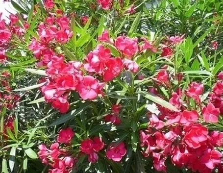 fiori per aziendali