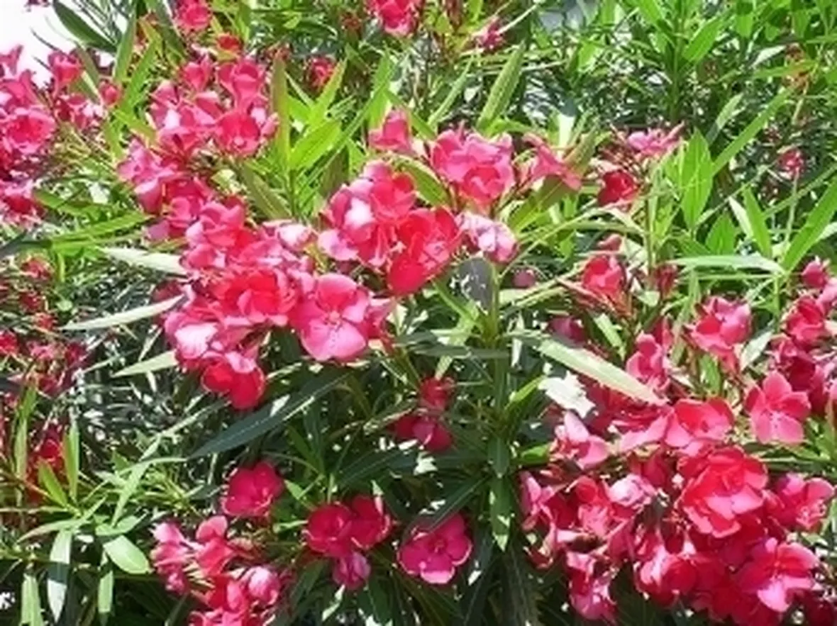 fiori per aziendali