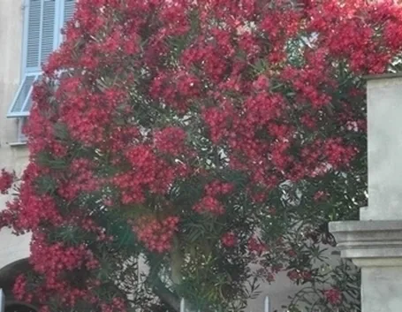 fiori per chiedere scusa
