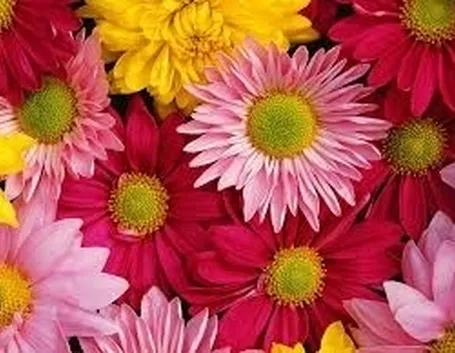 fiori per condoglianze