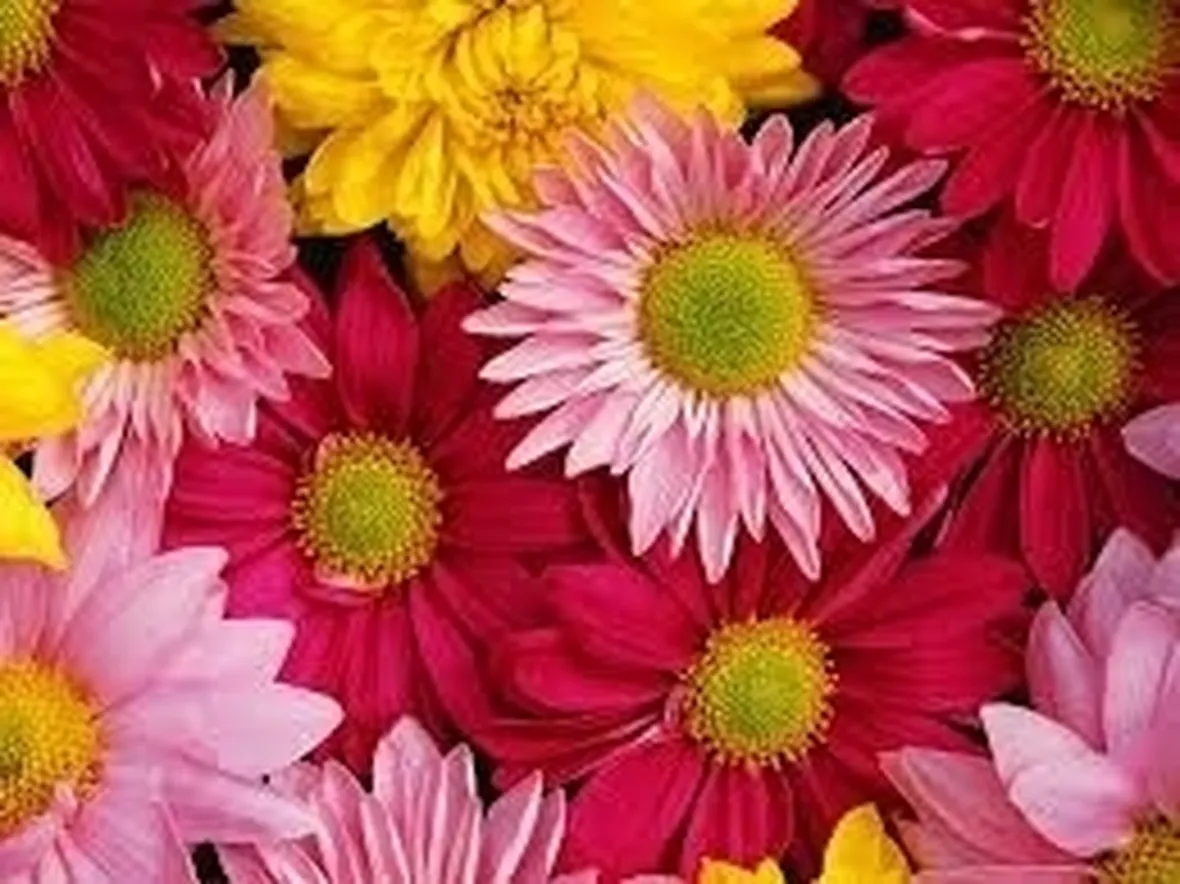 fiori per condoglianze