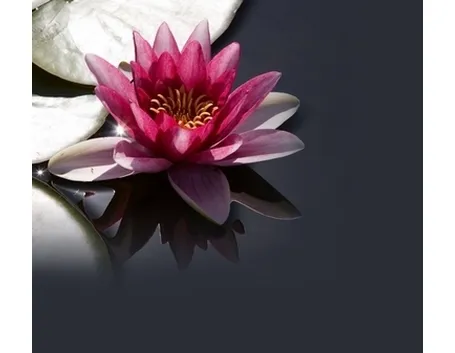 fiori per congratulazioni