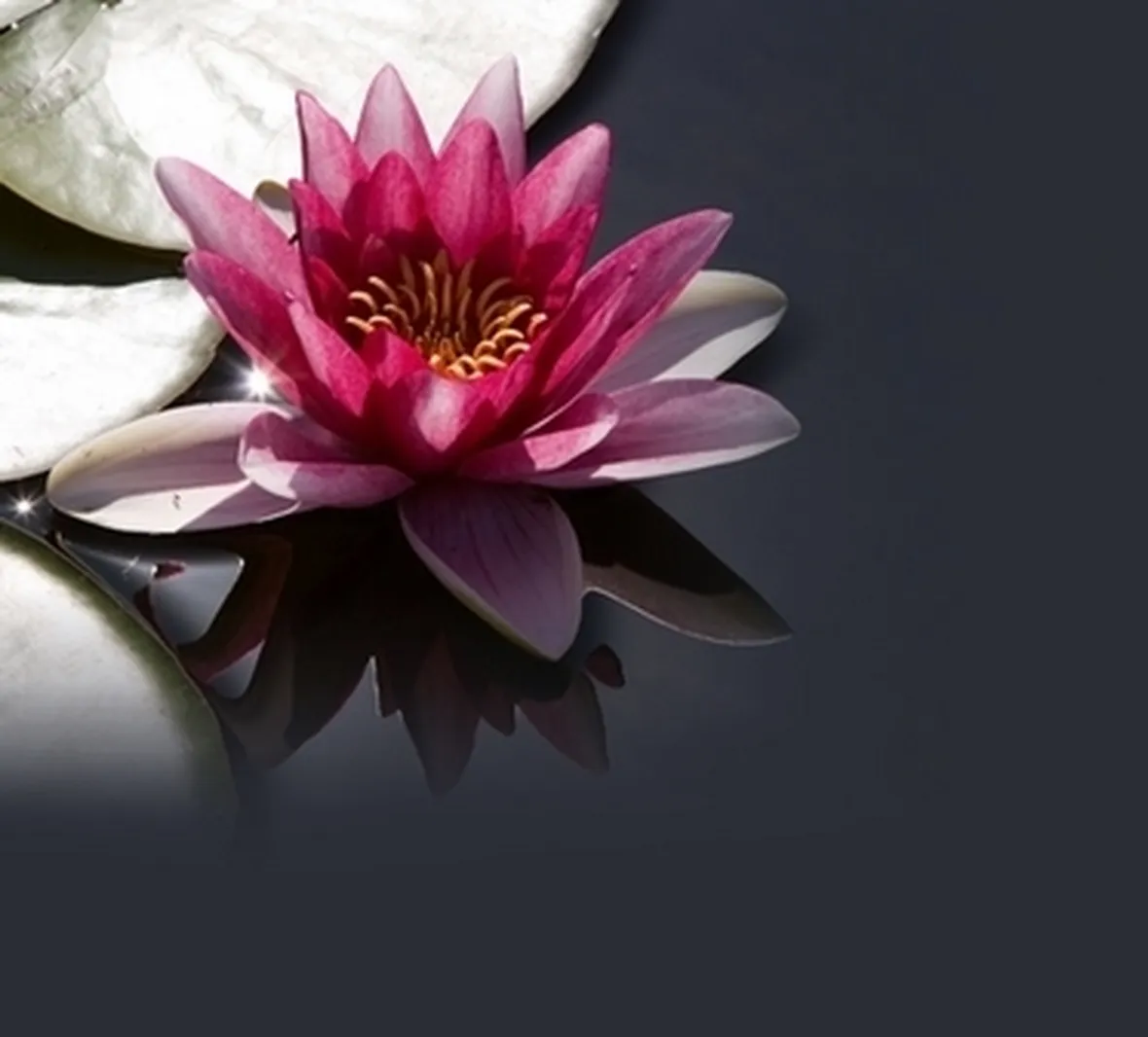 fiori per congratulazioni