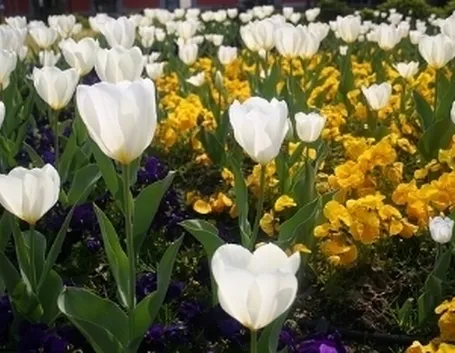 fiori per dirti che?-1