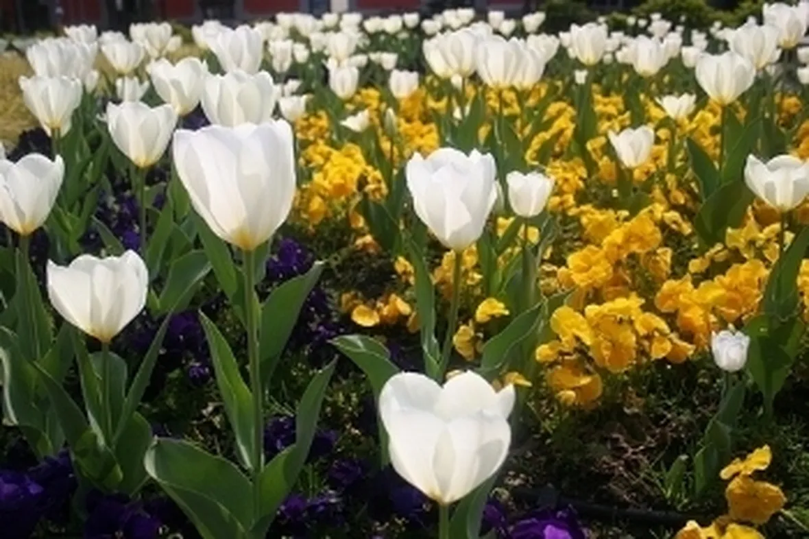 fiori per dirti che?-1