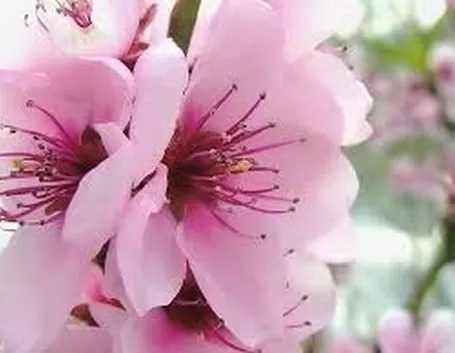 fiori per dirti che...