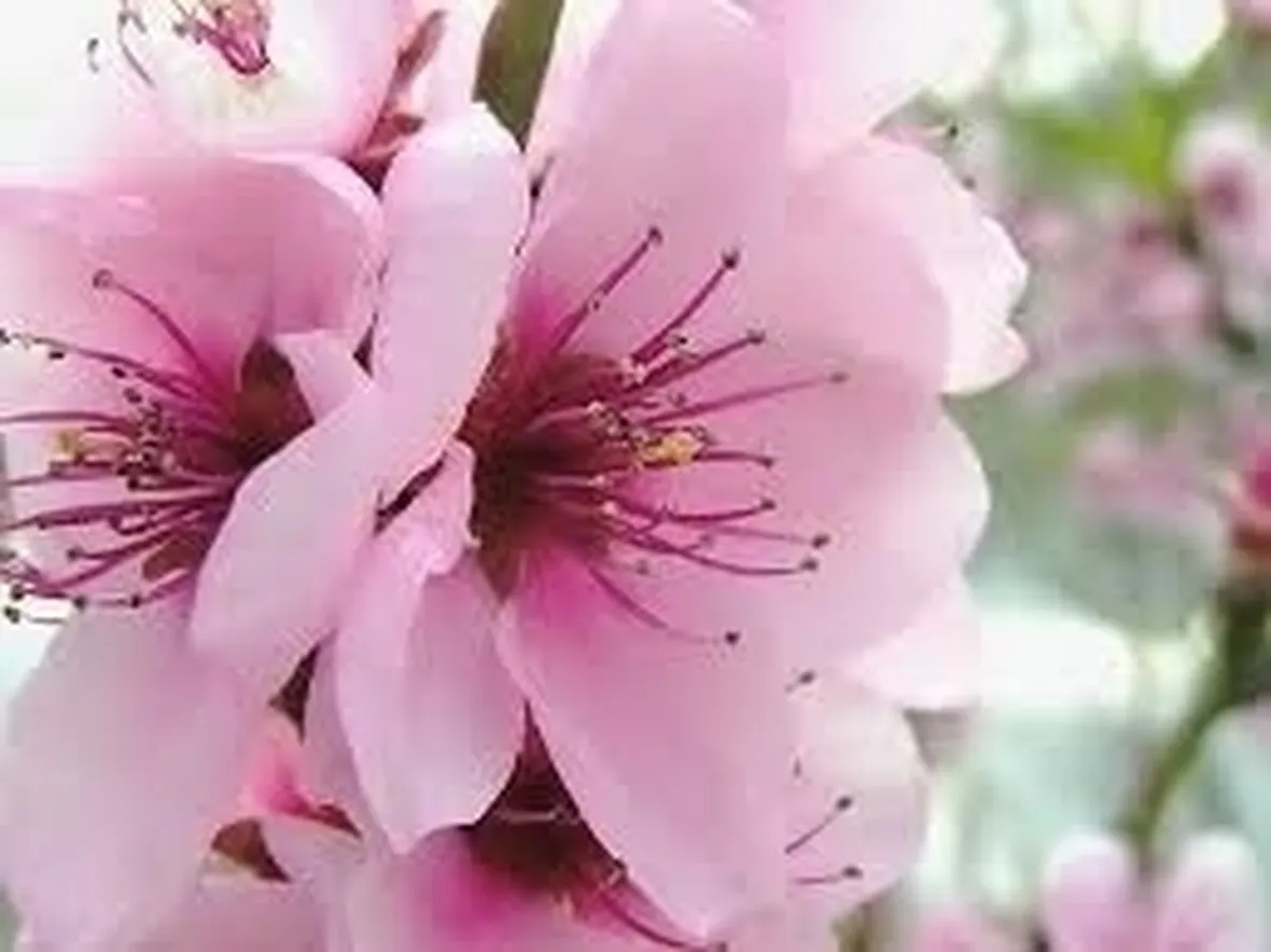fiori per dirti che...