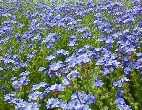 fiori per fiocco azzurro