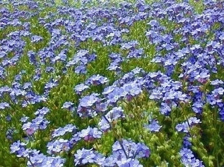 fiori per fiocco azzurro