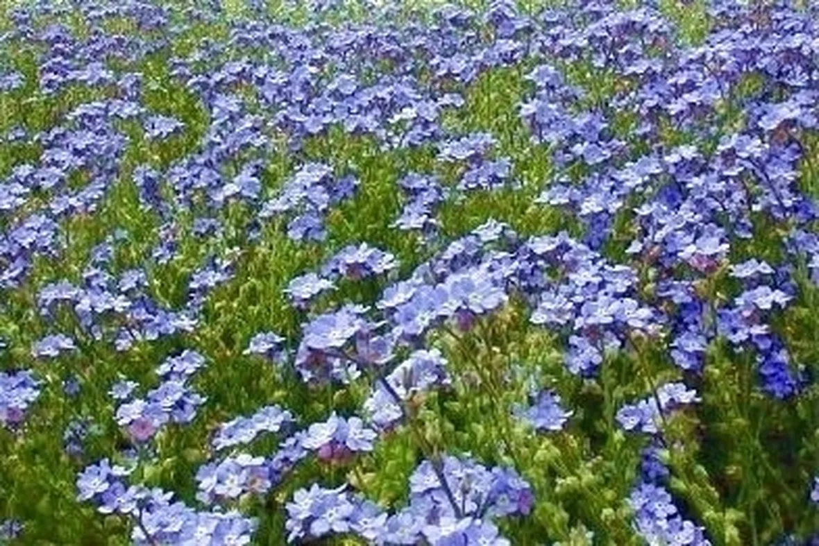 fiori per fiocco azzurro