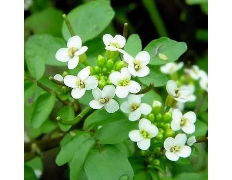 fiori per lei