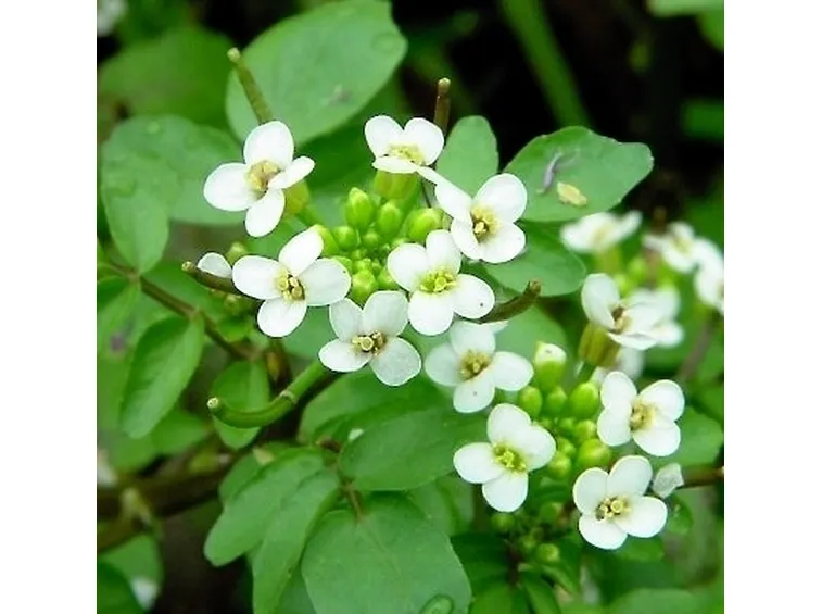 fiori per lei